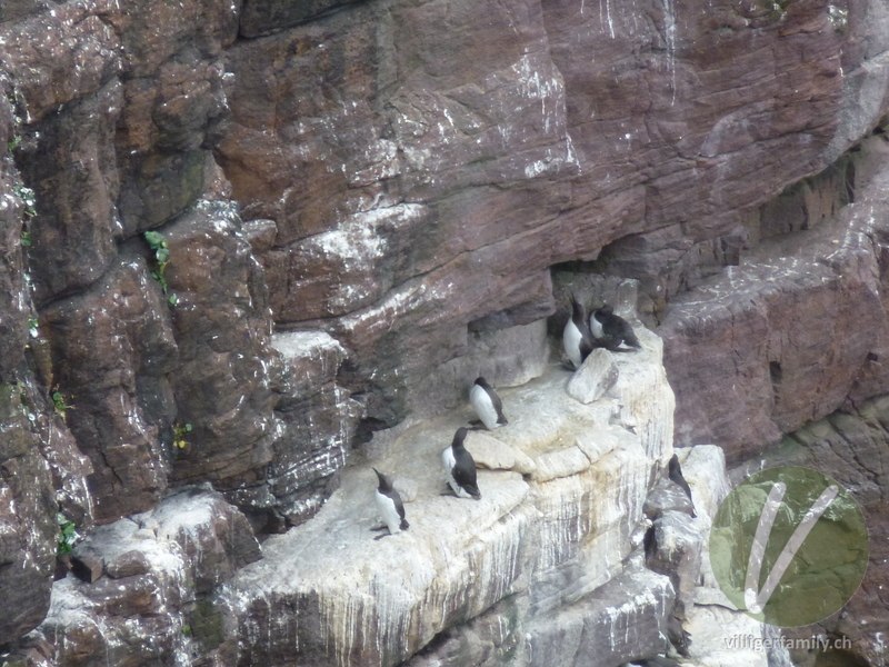 Trottellumme: Übersicht